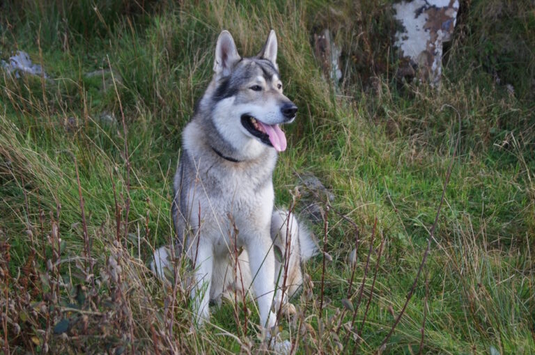 Honden die eruit zien als een wolf