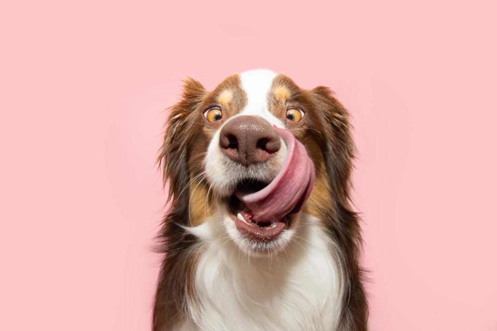 Mag mijn hond dit eten?
