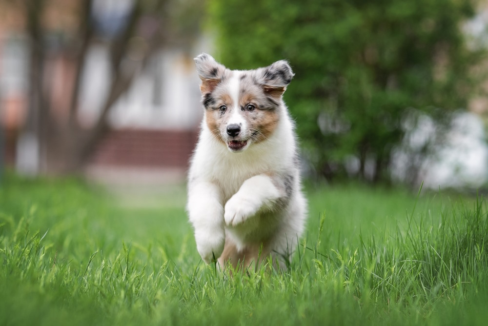 Gratis Puppypakketten
