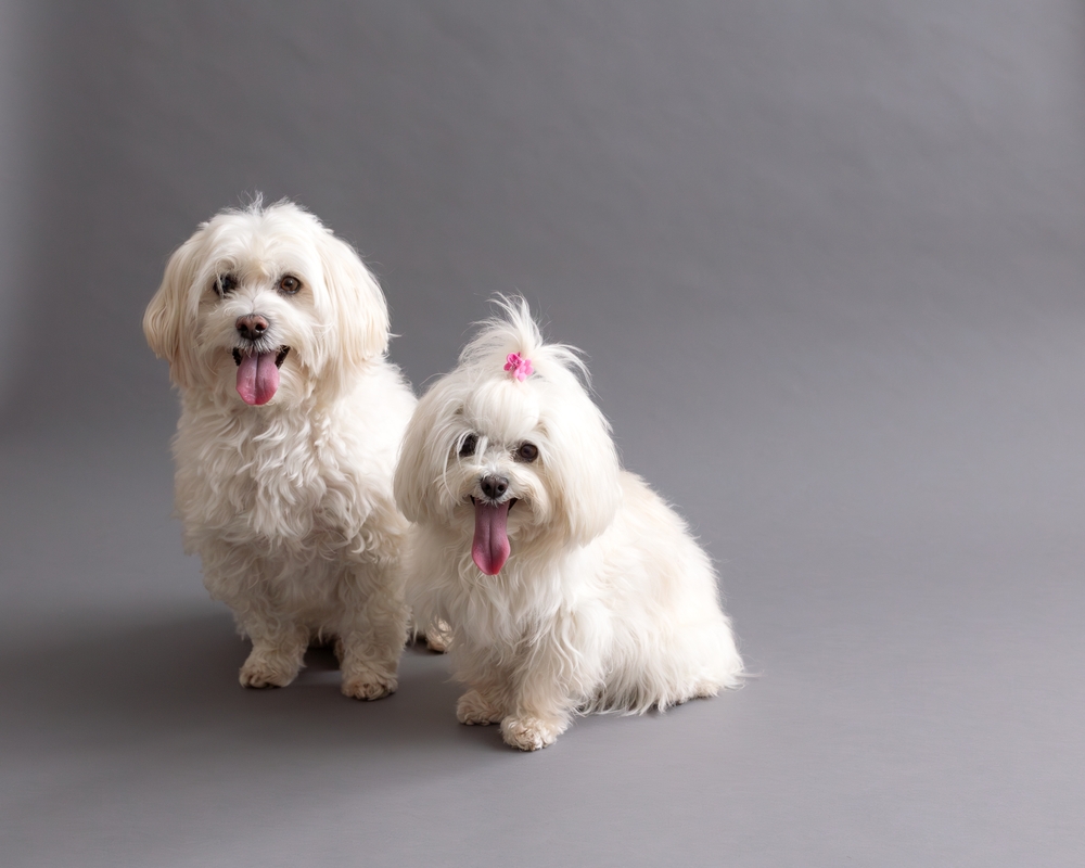 Welke hond past bij mij?