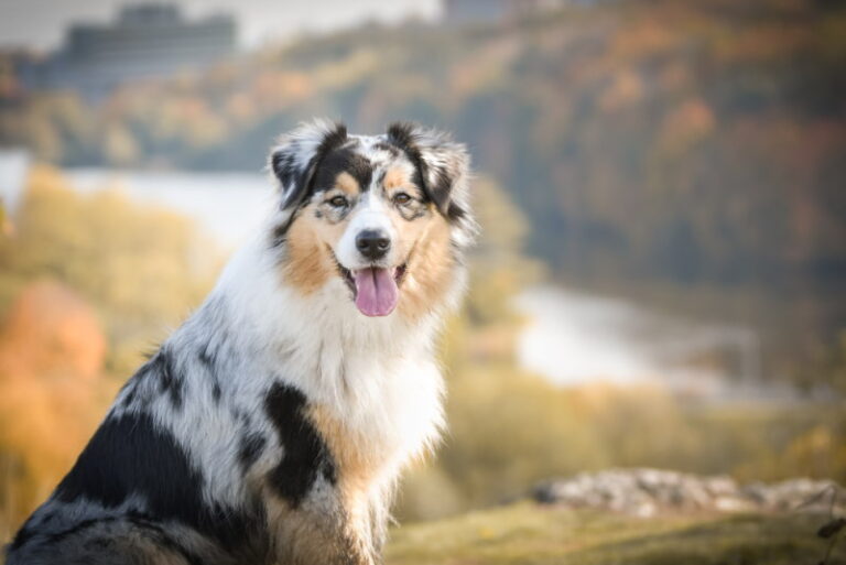 Australische Herder