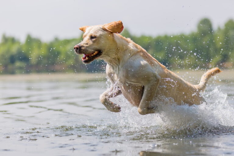 Labrador Retriever