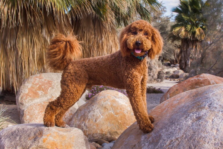 Labradoodle