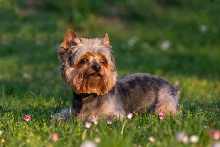 Honden die weinig verharen